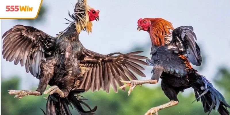 Bí quyết chọn chiến kê chất lượng cho người mới