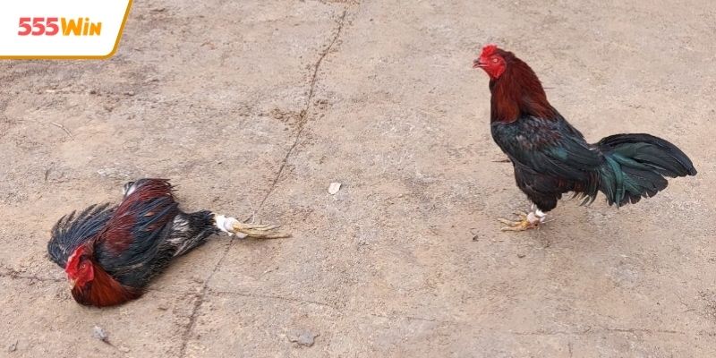 Chia sẻ kinh nghiệm theo dõi trận đấu hay