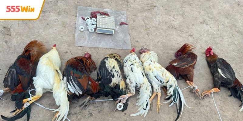 Giao diện hướng dẫn xem đá gà trực tiếp rõ ràng