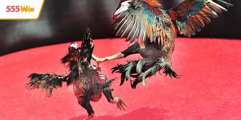 Khám phá sức hút đá gà 555WIN hấp dẫn