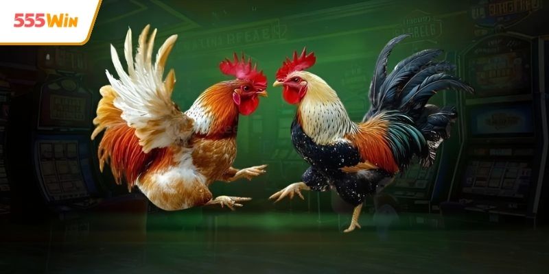 Khám phá sức hút đá gà Campuchia tại sới gà