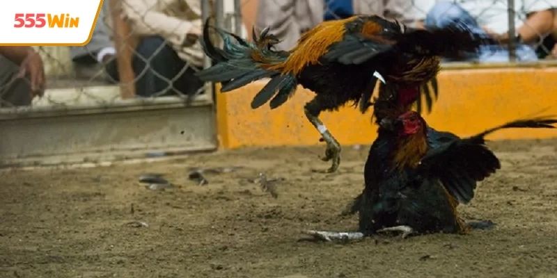 Luật chơi chuẩn quốc tế tại sới gà