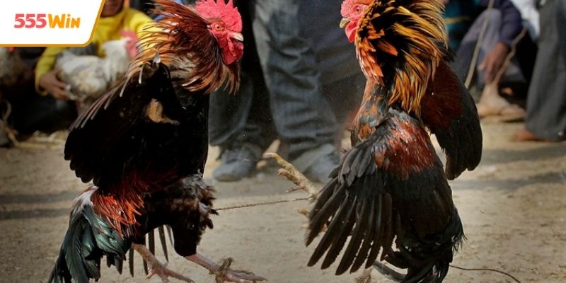 Tìm hiểu chi tiết về đá gà cựa dao cho người mới