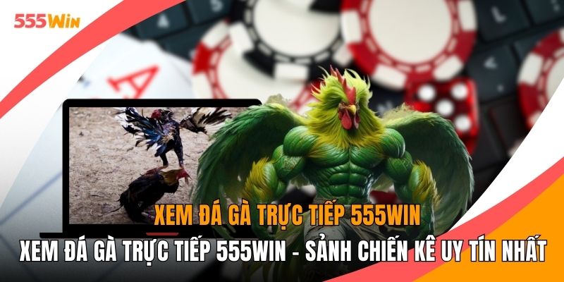 Xem Đá Gà Trực Tiếp 555WIN - Sảnh Chiến Kê Uy Tín Nhất